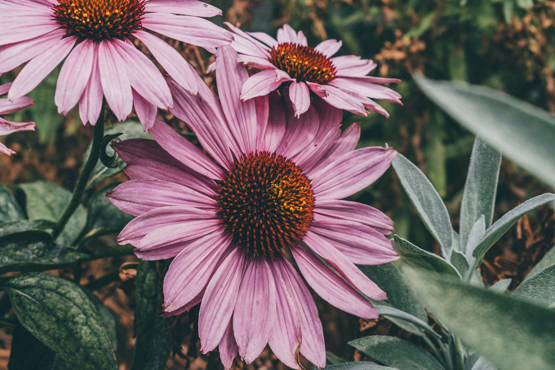 posileni-imunity-babske-rady-echinacea